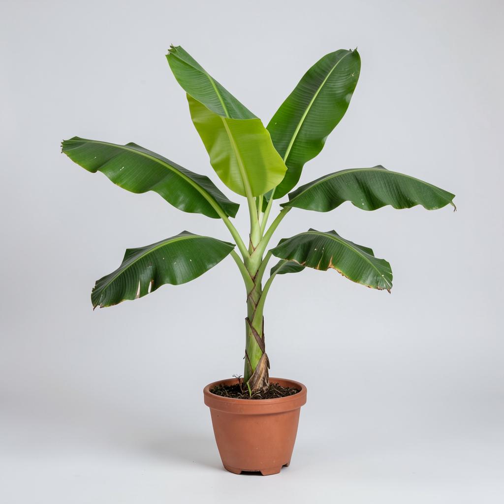 Dwarf Cavendish Banana plant