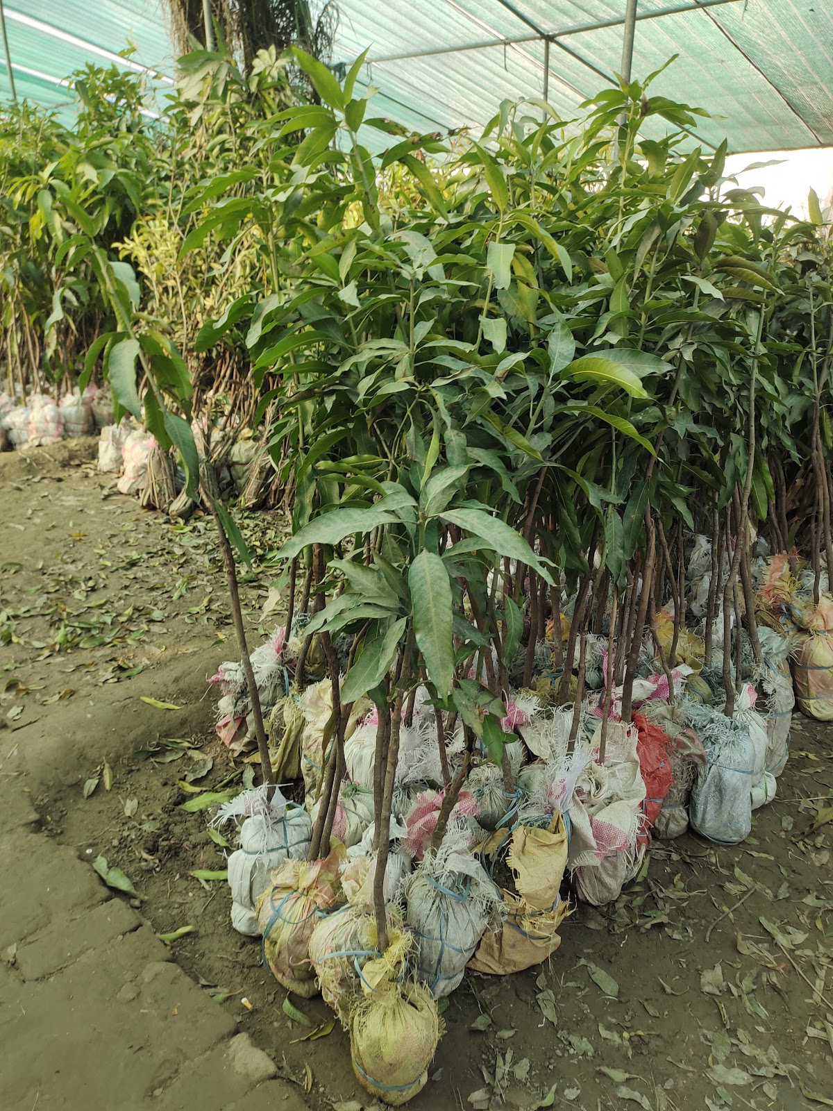 Potted plants lined up at the nursery