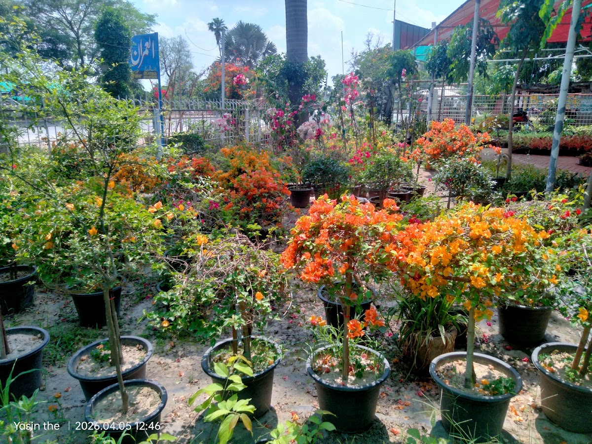 Fruit tree saplings at Islam Nursery Farm