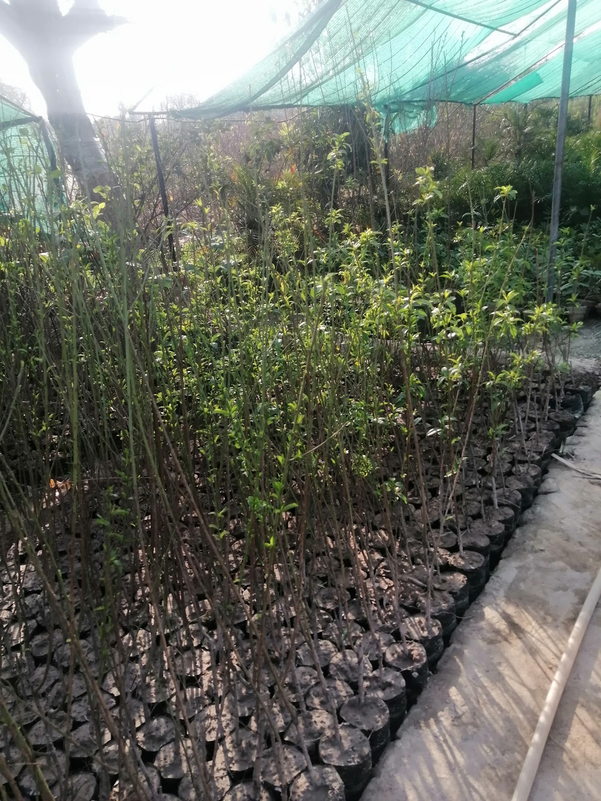 Green nursery beds at the farm