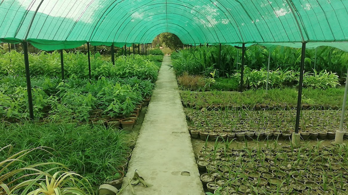 Young trees growing at Islam Nursery Farm