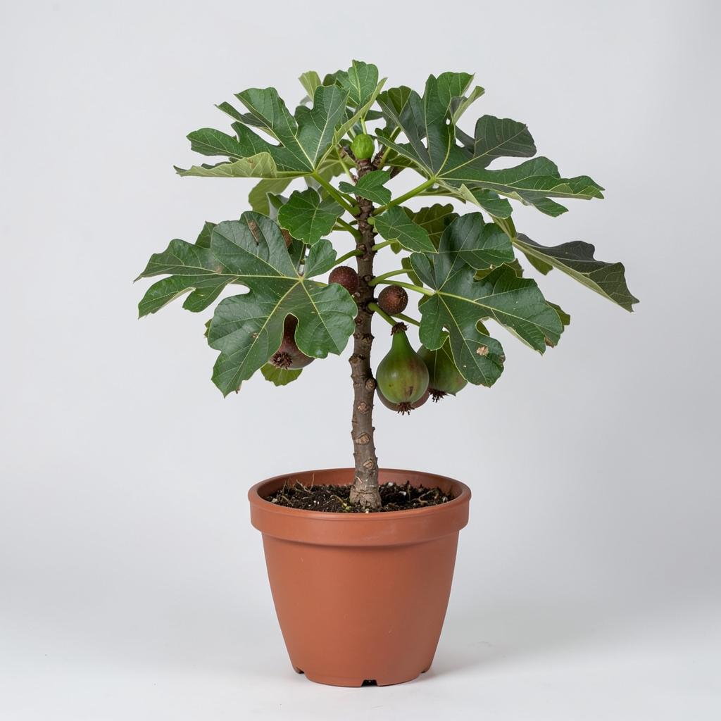 Brown Turkey Fig plant