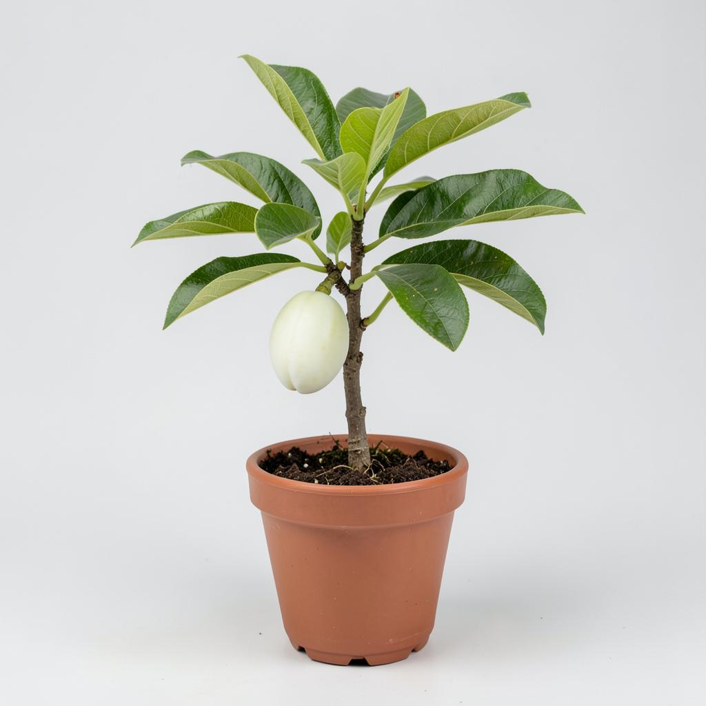 Allahabadi Safeda Guava plant