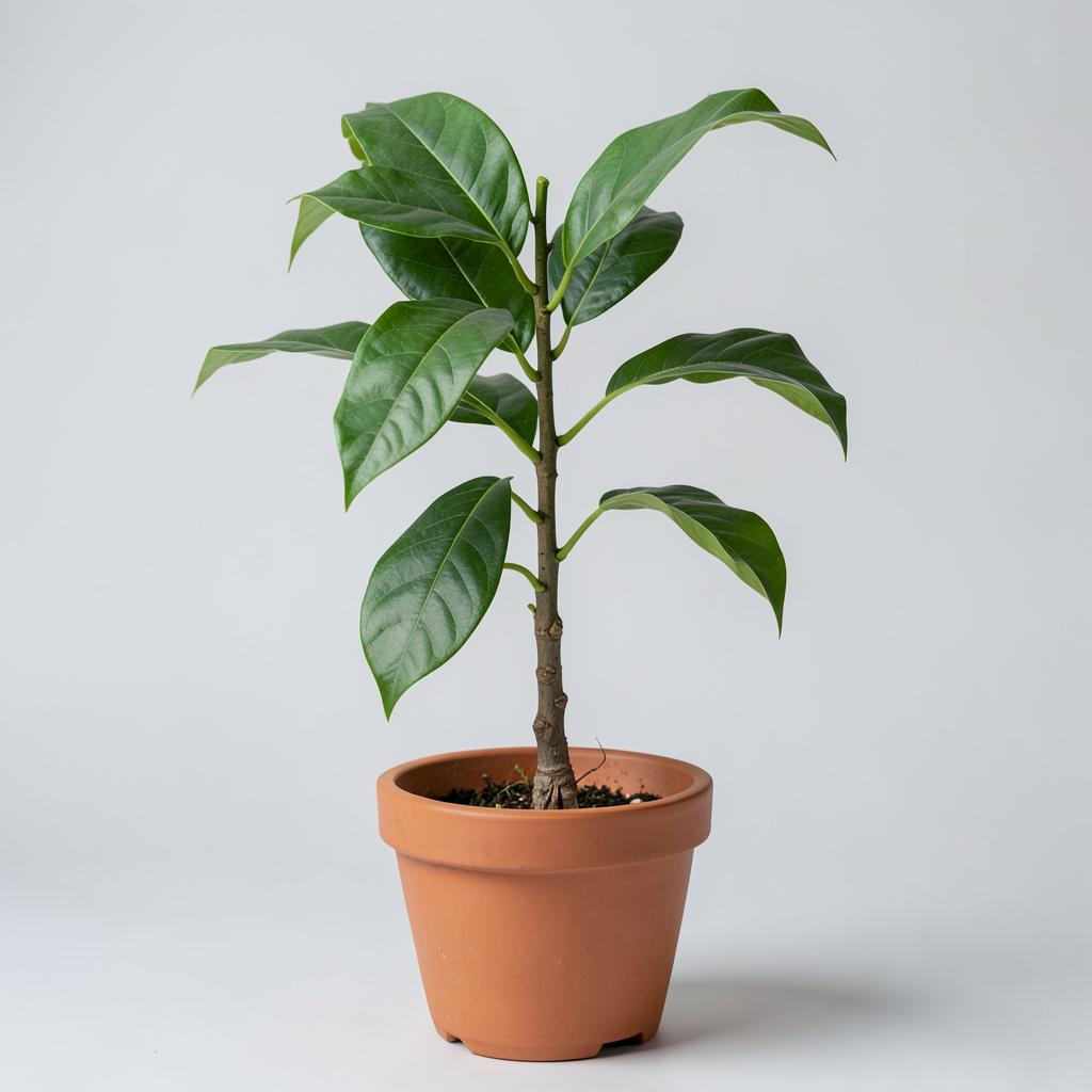 Chaunsa Mango (Grafted) plant