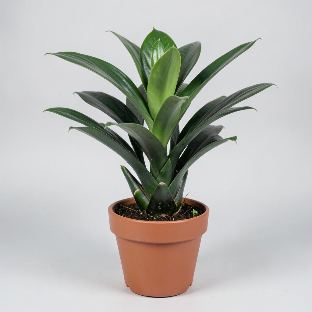 ZZ Plant plant